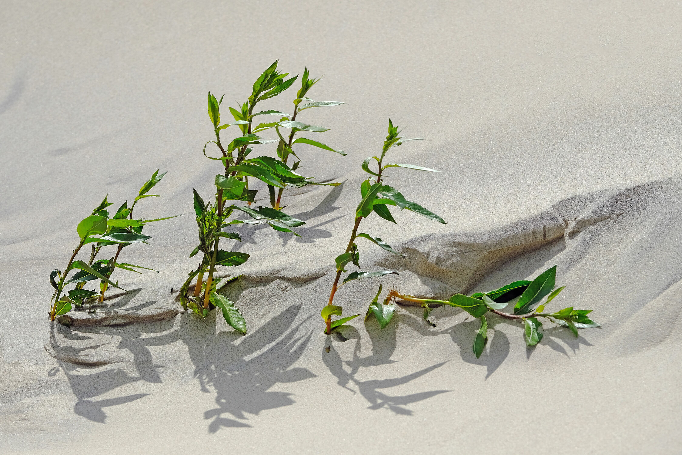 Bild mit Pflanzen, Sand, Strand, Wind, sturm