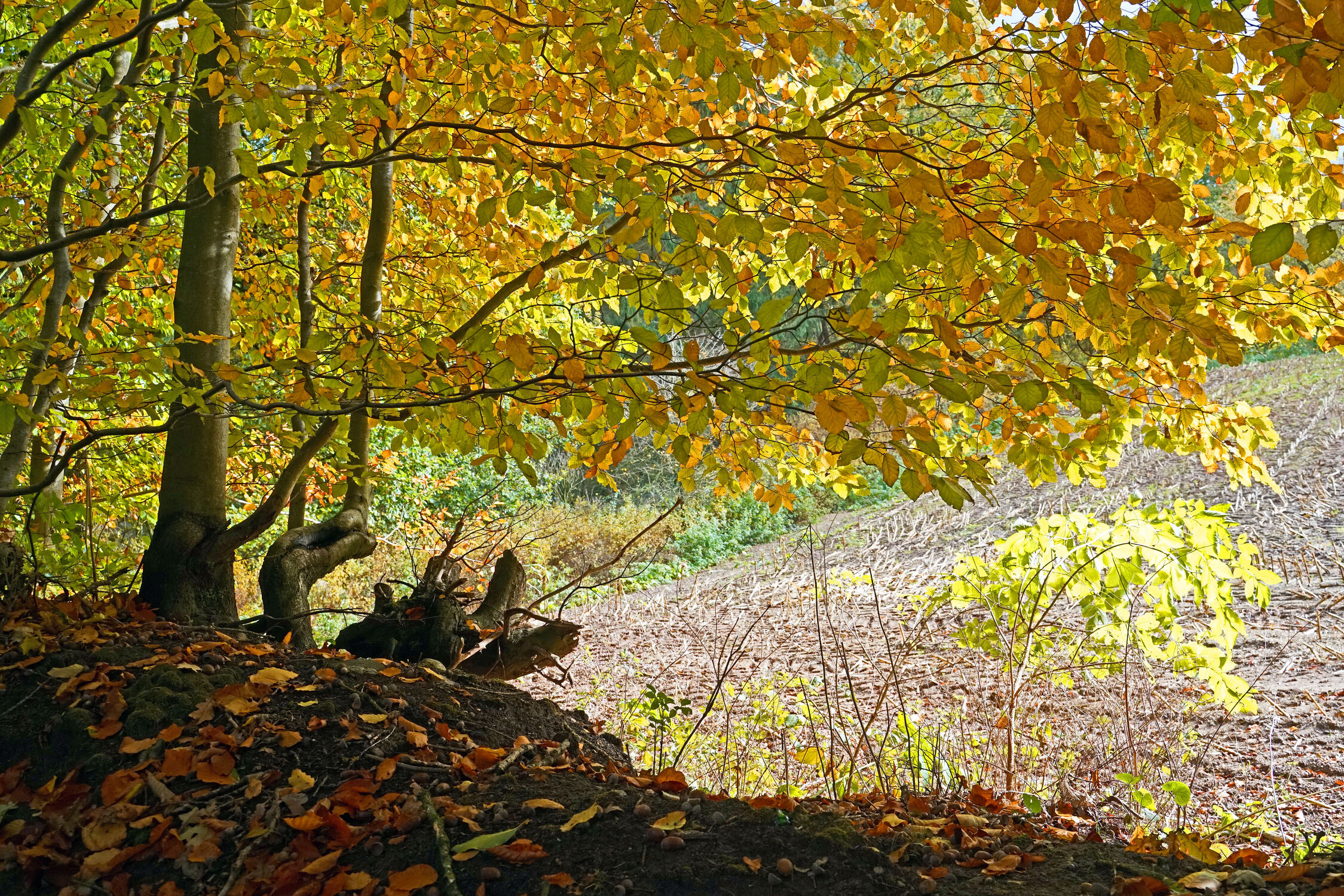 Bild mit Bäume, Herbst, Sträucher, Gegenlicht, Bunt, FARBE, Stoppelfeld, Herbstlaub, Knick