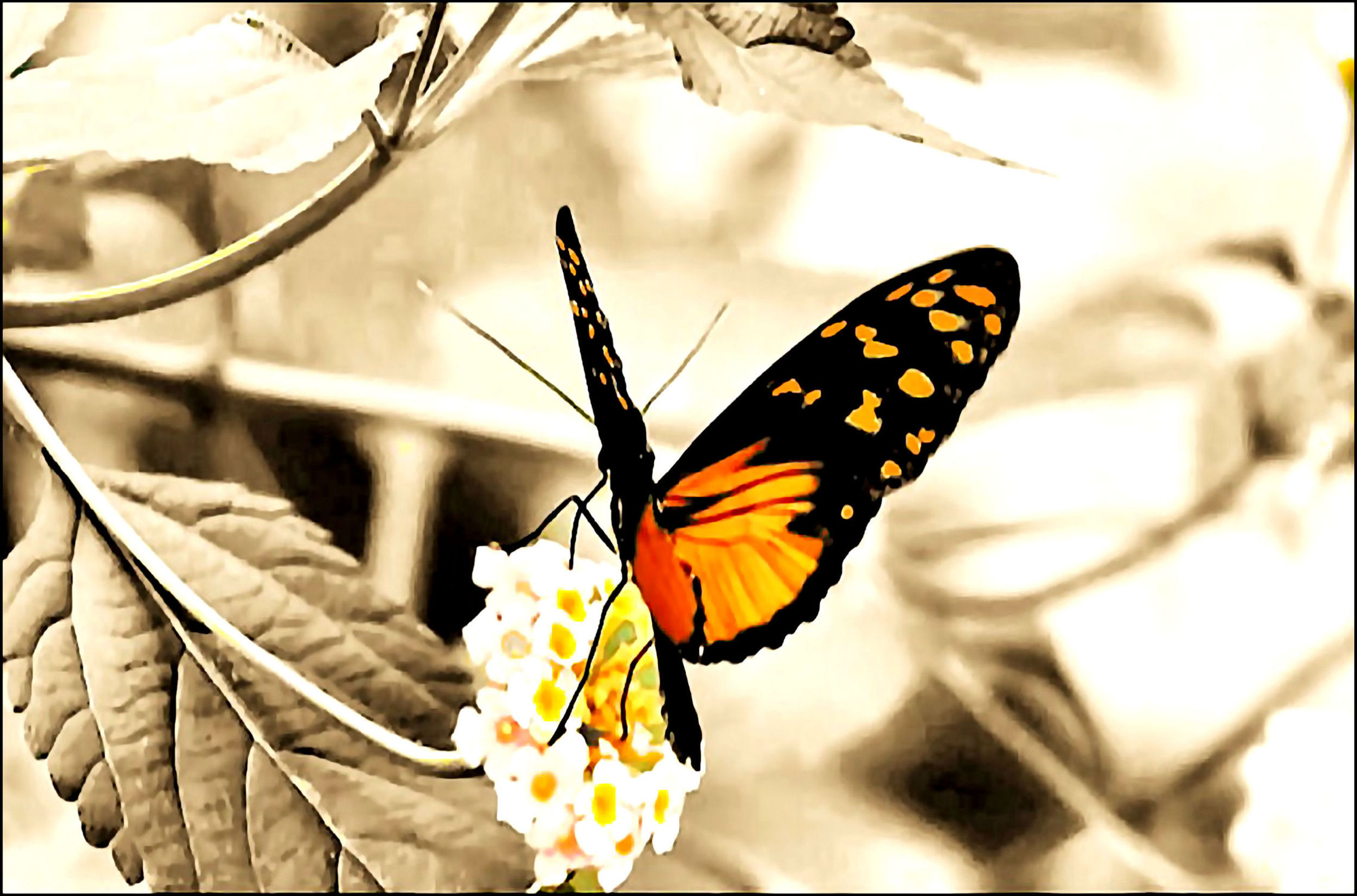 Bild mit Tiere, Natur, Insekten, Schmetterlinge, Makroaufnahme, Künstlerisch, Digital Art, Tiere & Insekten, Naturaufnahmen, Schmetterling, Insekt