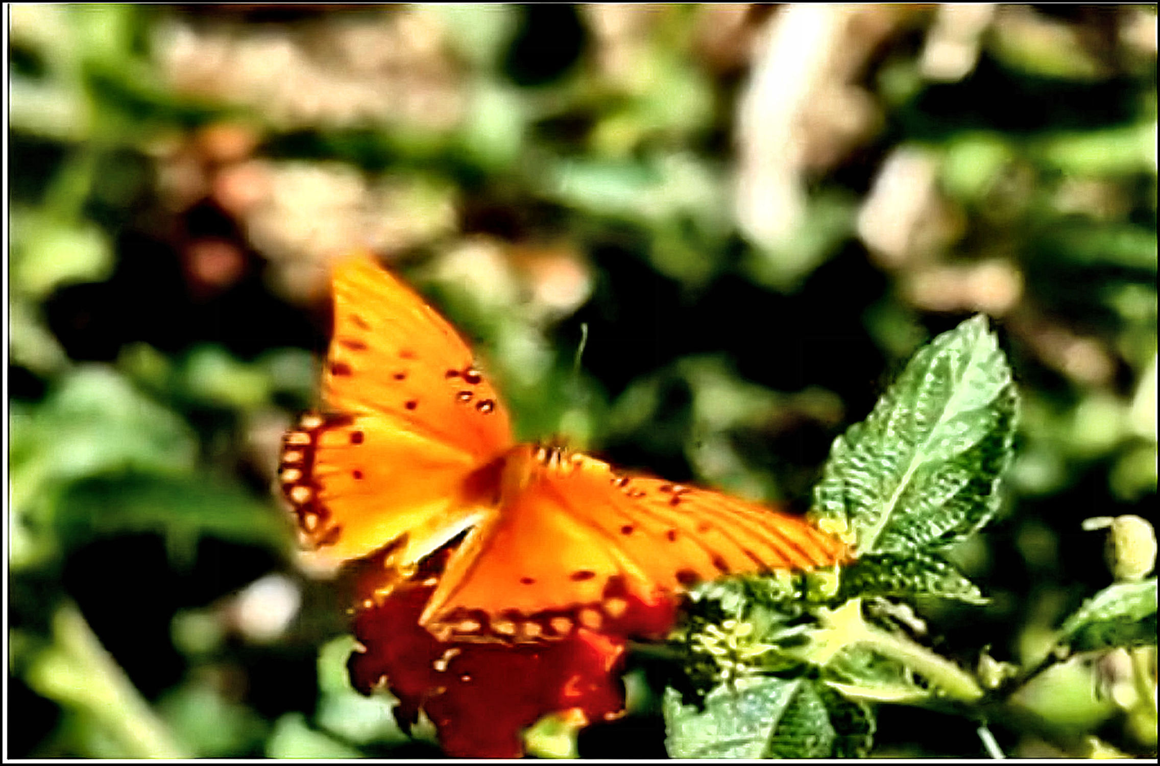 Bild mit Makroaufnahme, DigitalArt, Schmetterling, Makrobilder