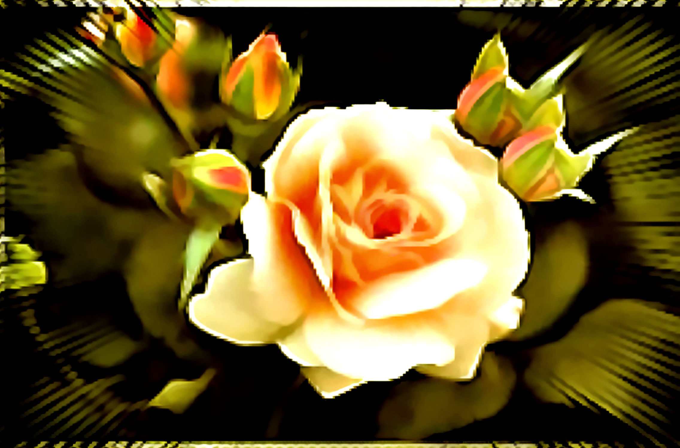 Bild mit Rosen, Rose, Makro Rose, Makro Rose, Rosenblüte, Blumen im Makro, Digitale Kunst, Blumenmakro, Digitale Blumen