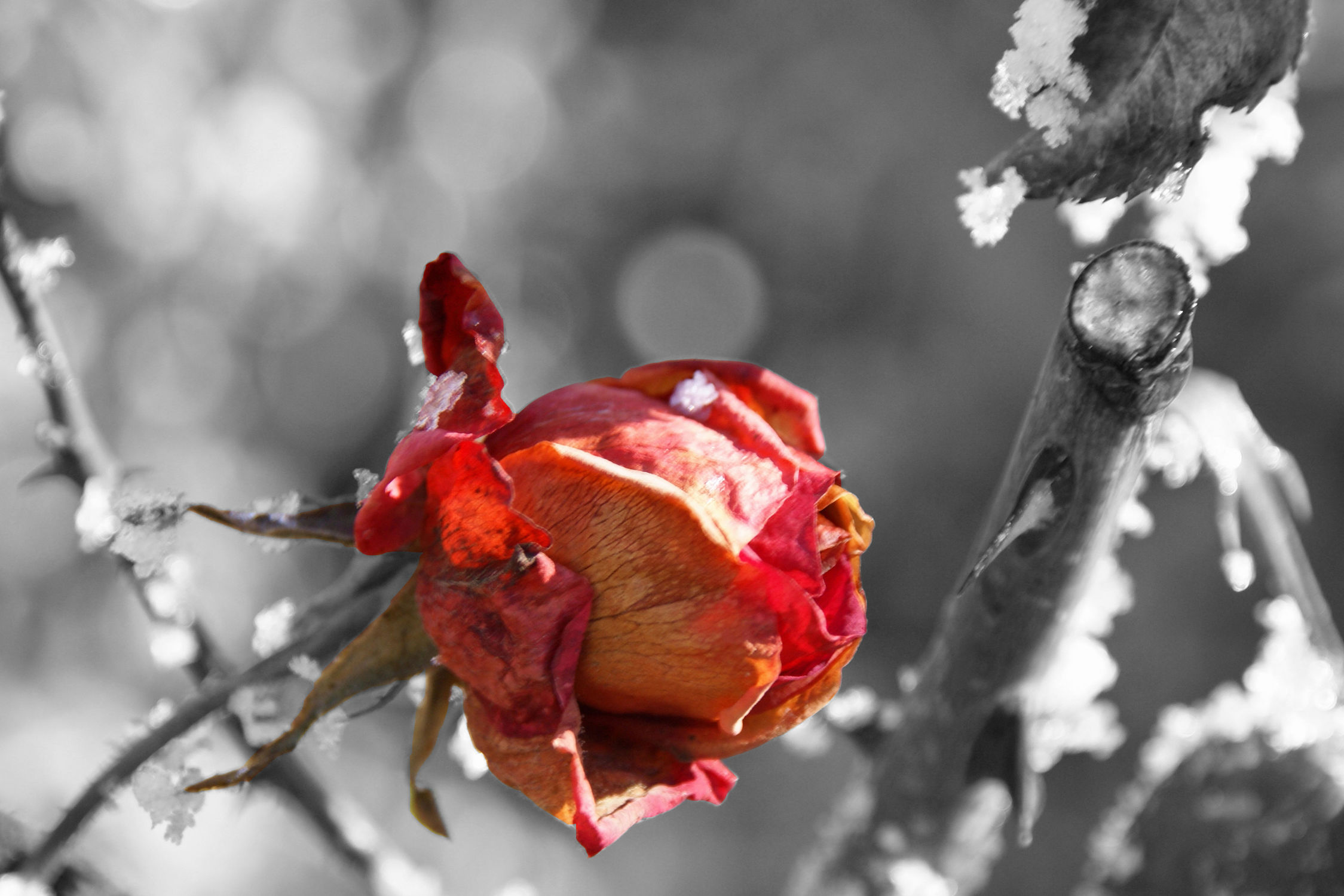 Bild mit Pflanzen, Winter, Blumen, Rot, Rosen, Blume, Pflanze, Rose, rote Rose, rote Rosen, Blüten, blüte, Rosenblätter