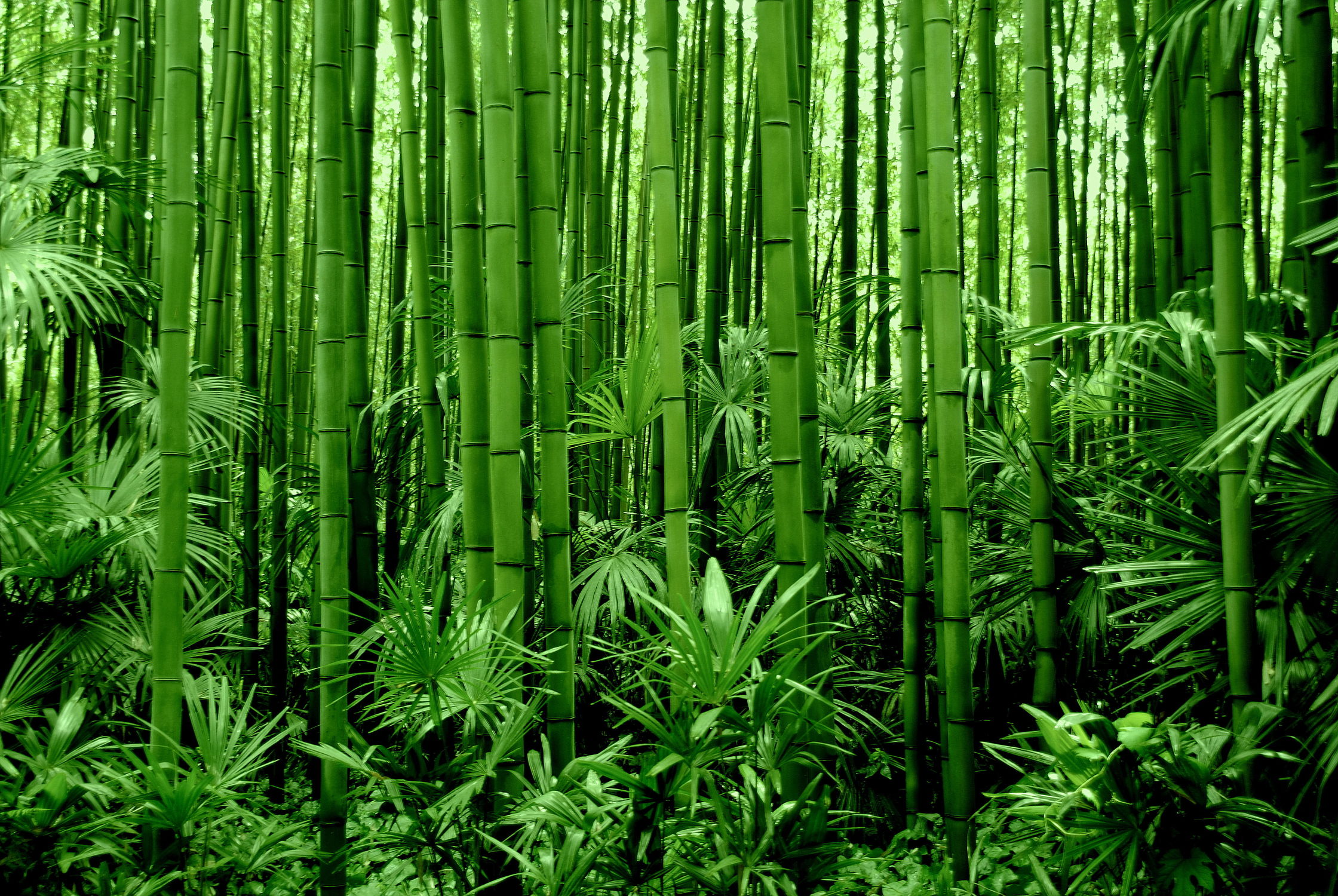 Bild mit Grün, Bambus, bamboo, Tapete, Tapeten Muster, Harmonie in Grün, wandtapete, fototapete, bambuswald