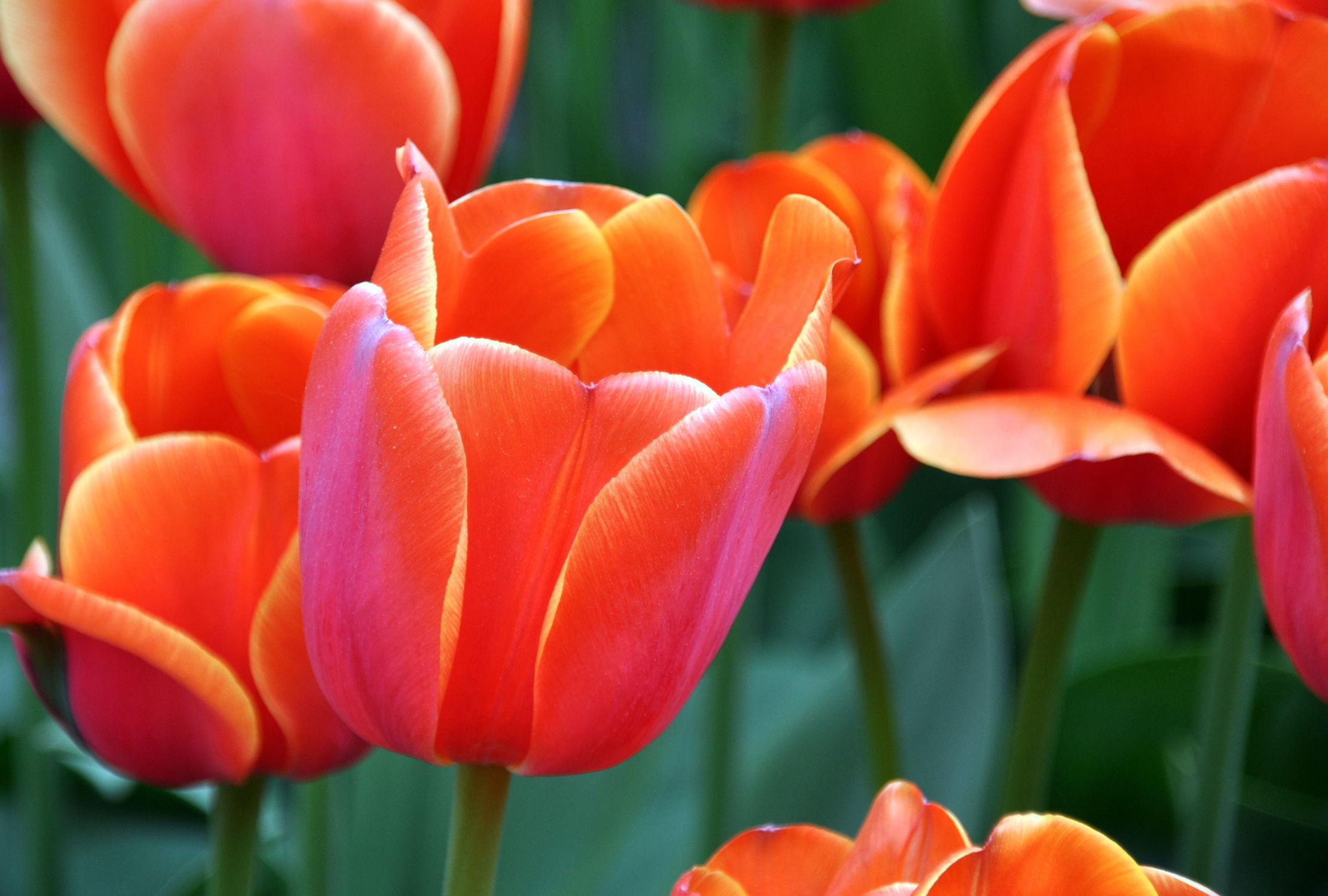 Bild mit Orange, Frühling, Rot, Tulpe, Tulips, Tulpen, Tulip, orangerot, intensiv, farbenfroh, leuchtend, tulpenpracht, tulpenbeet, frühblüher, frühjahr