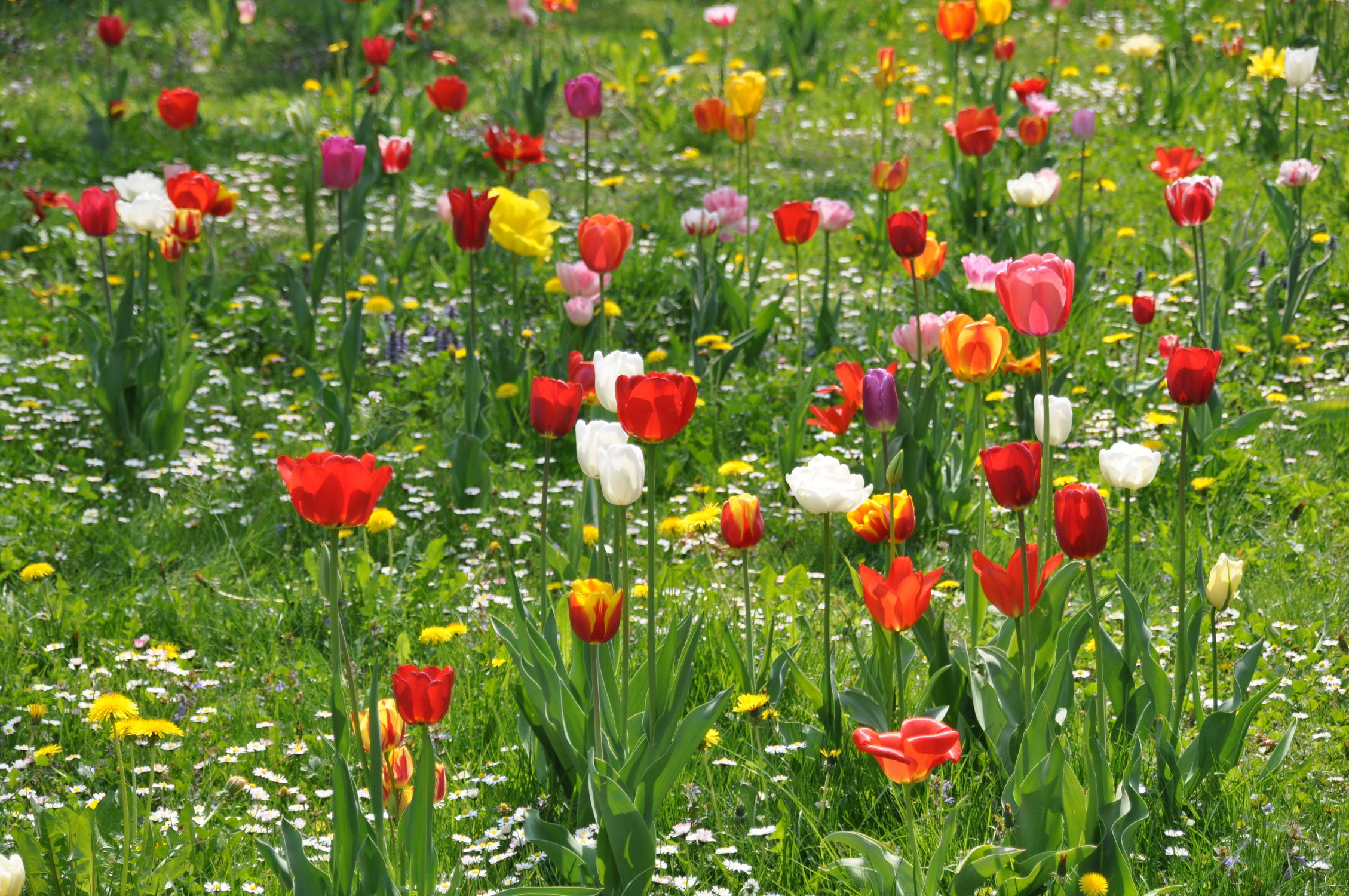 Bild mit Frühling, Rot, Tulpe, Tulips, Tulpen, Wiese, Tulip, Bunt, wiesenblumen, intensiv, farbenfroh, leuchtend, tulpenpracht, tulpenbeet, frühblüher, frühjahr, farbig