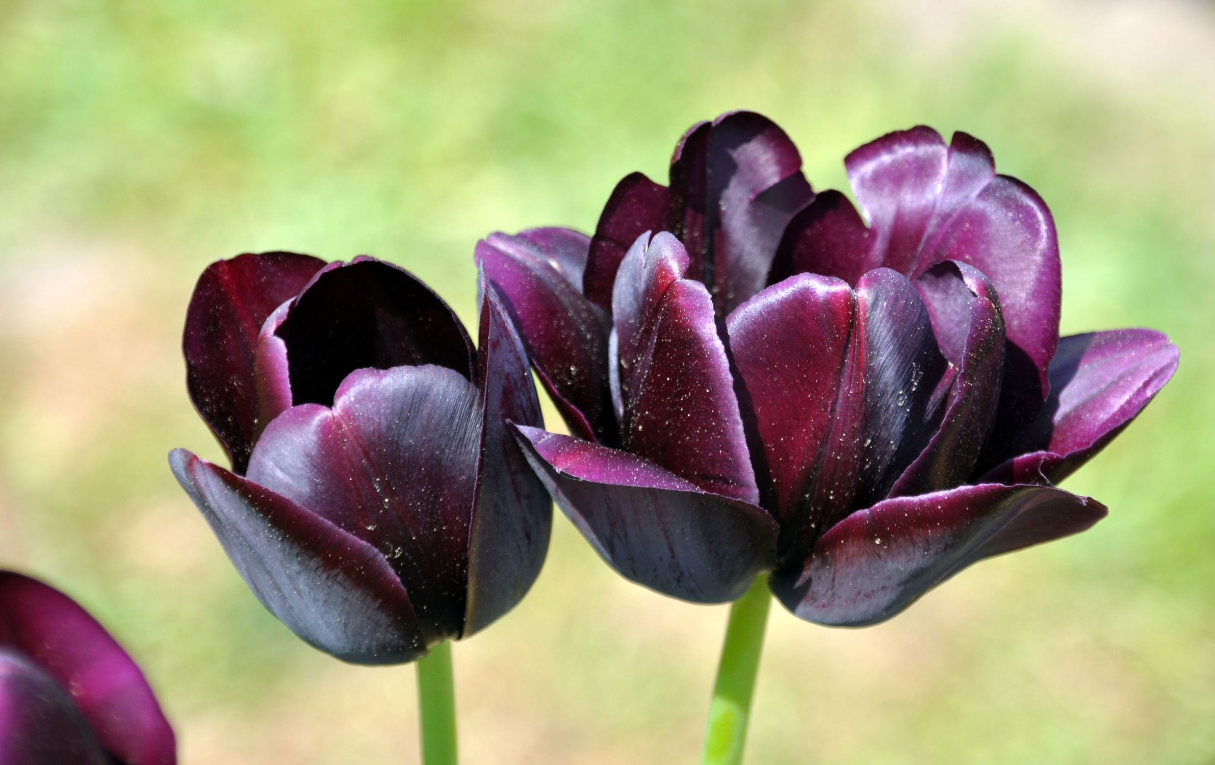 Bild mit Frühling, Tulpe, Tulips, Tulpen, Tulip, Blüten, intensiv, farbenfroh, leuchtend, tulpenpracht, tulpenbeet, frühblüher, frühjahr, zwei, duo, anders, besonders, dunkel