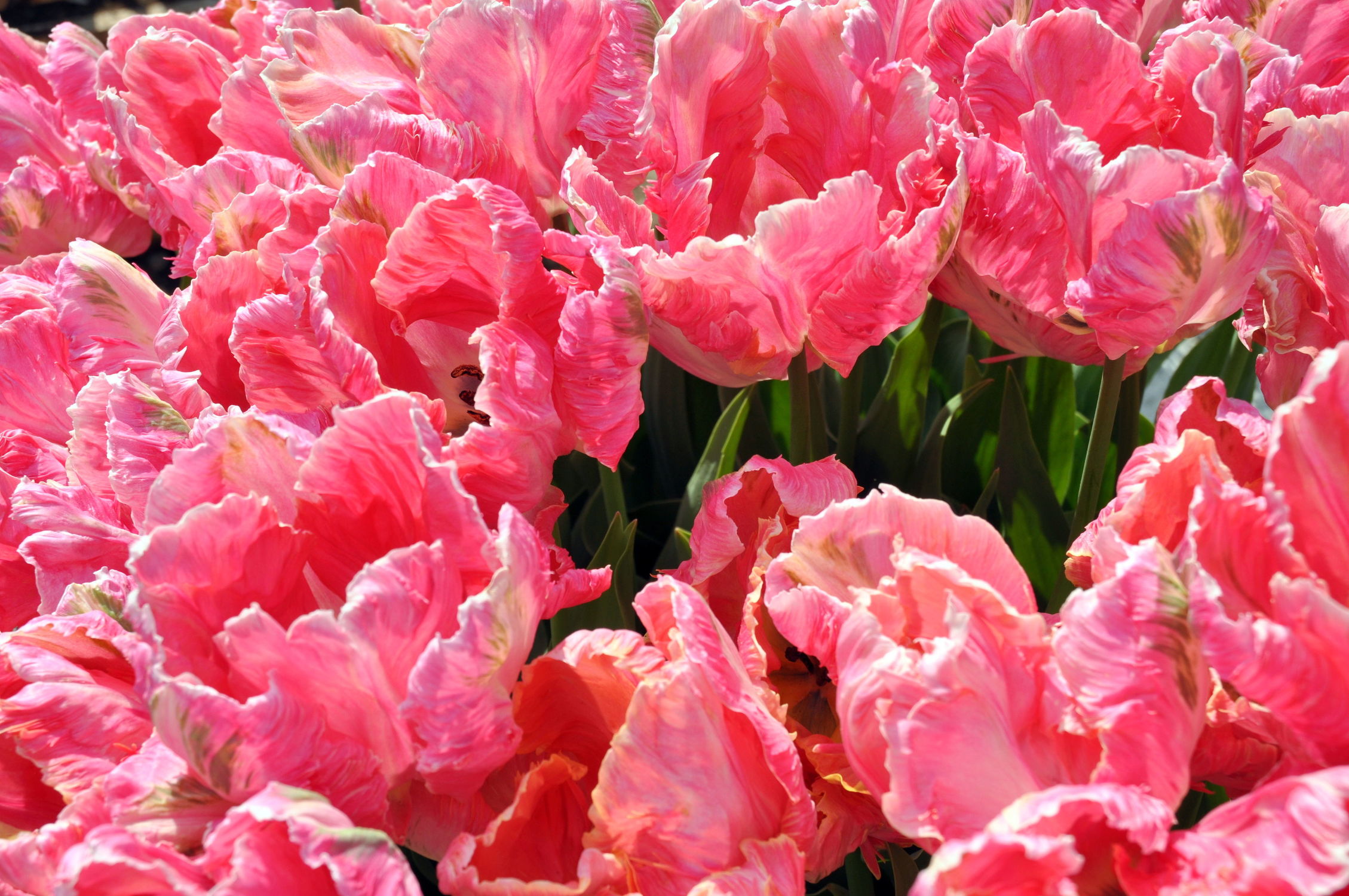 Bild mit Rosa, Frühling, Tulpe, Tulips, Tulpen, Tulip, intensiv, farbenfroh, leuchtend, tulpenpracht, tulpenbeet, frühblüher, frühjahr, pink