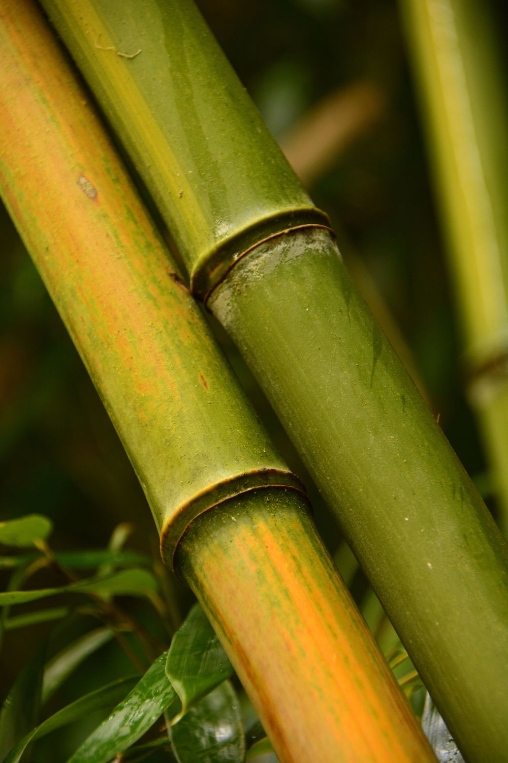 Bild mit Grün, Bambus, bamboo, Wellness, bambuswald, grüntöne, bambusstangen, bambusrohr