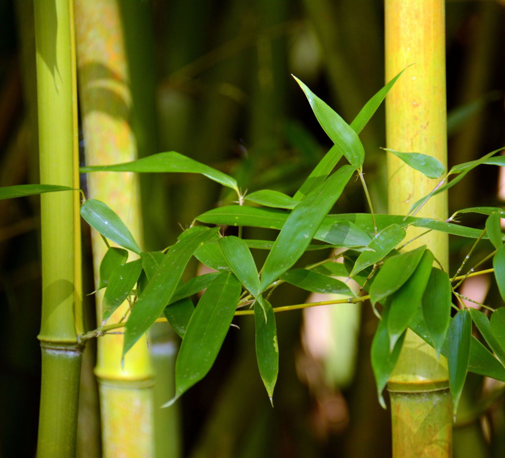 Bild mit Grün, Bambus, bamboo, Wellness, Tapete, fototapete, Deko, dekorativ, green, grüntöne, wandschmuck, wandtapet, beauty, bambusrohr