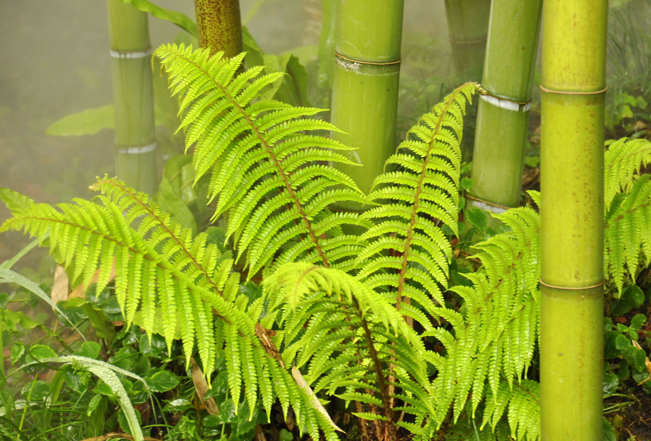 Bild mit Pflanzen, Bambus, Pflanze, farn, Wellness, bambuswald, farnblatt, farnblätter, bambusstangen, bambusrohr, bambuspflanze, Bambusblatt, Bambusblätter