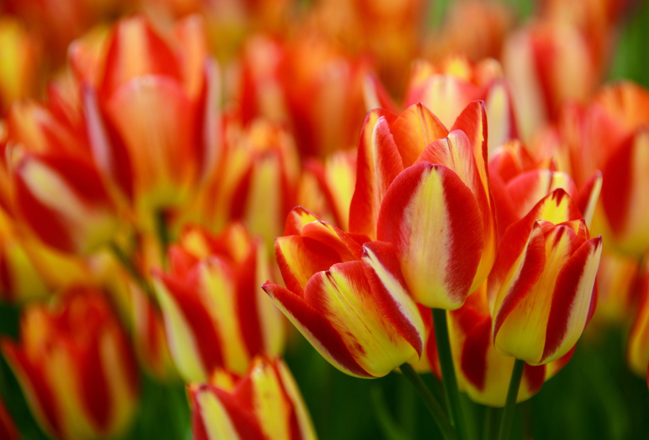 Bild mit Orange, Gelb, Frühling, Rot, Tulpe, Tulips, Tulpen, Tulip, Tapete, Blütenreich, wandtapete, fototapete, intensiv, tulpenbeet, frühblüher, frühjahr, tulpenmeer, tulpenblüten, tulpenblüte, vielblütig, tulpenfeld, feurig