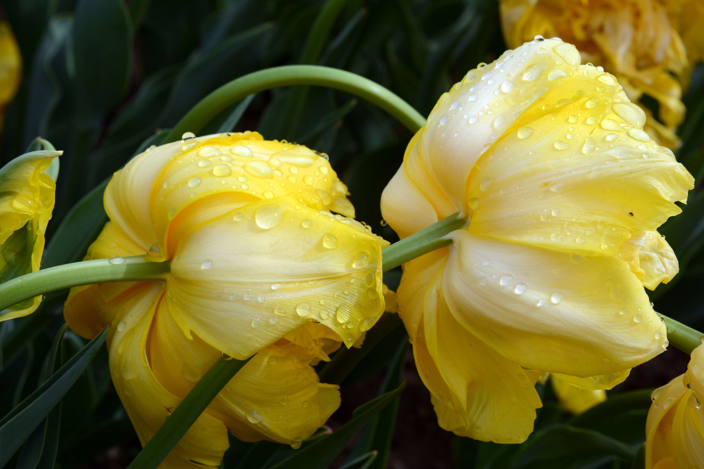 Bild mit Gelb, Tulpe, Tulpen, Regentropfen, Tropfen, nahaufnahme, gelbe, tulpenblüten, tulpenblüte