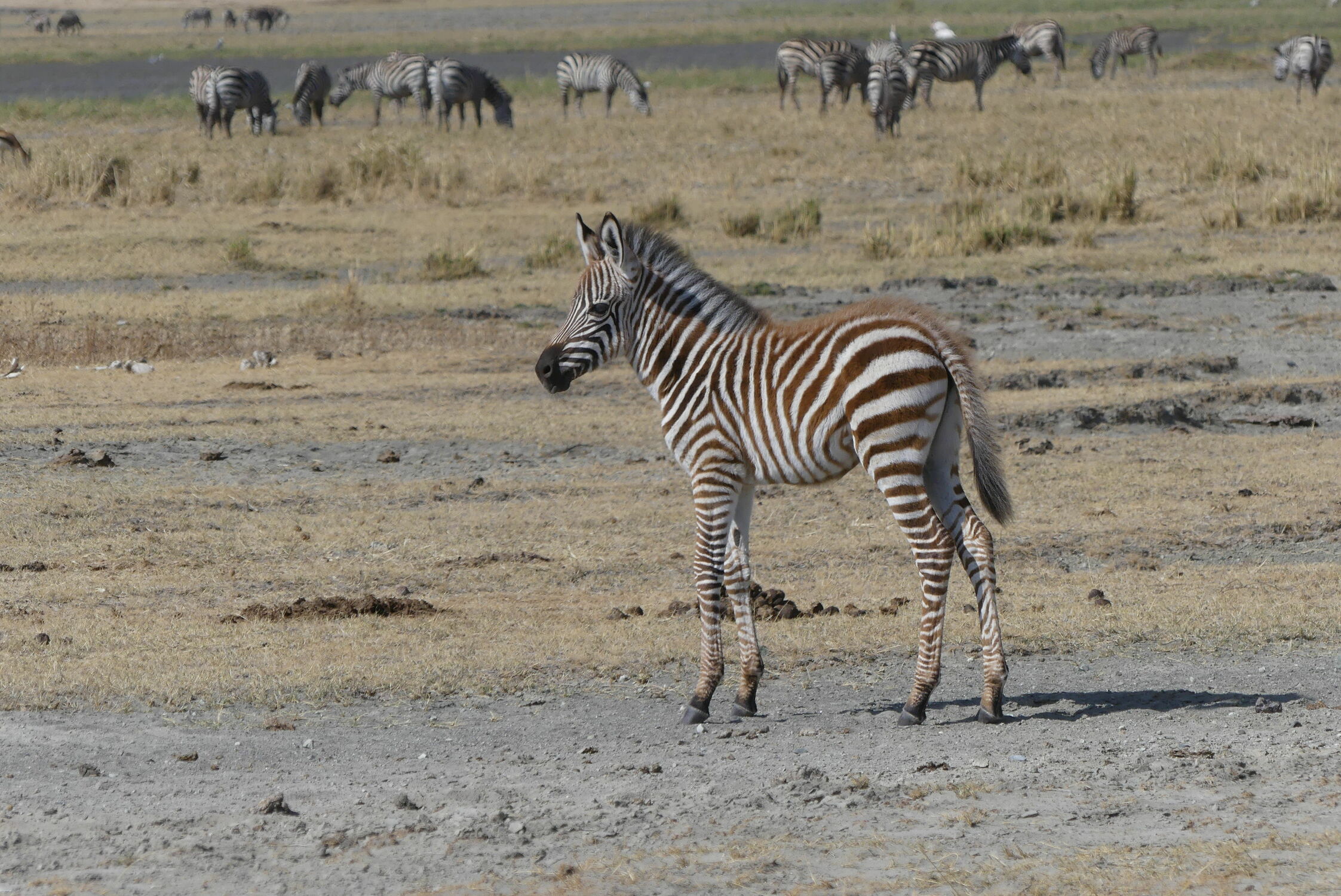 Bild mit Natur, Tier, Säugetier, Afrika, Zebra, Zebraherde, Naturschutzgebiet, Fohlen, safari