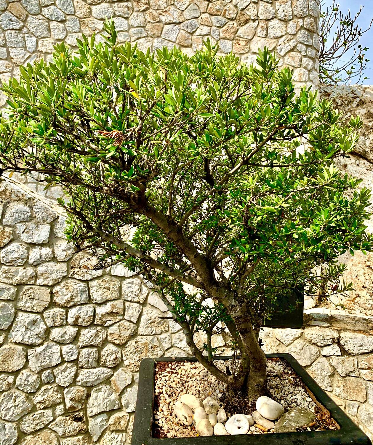 Bild mit Bäume, Baum, Mauerstein, Mauerstruktur, Olivenbaum