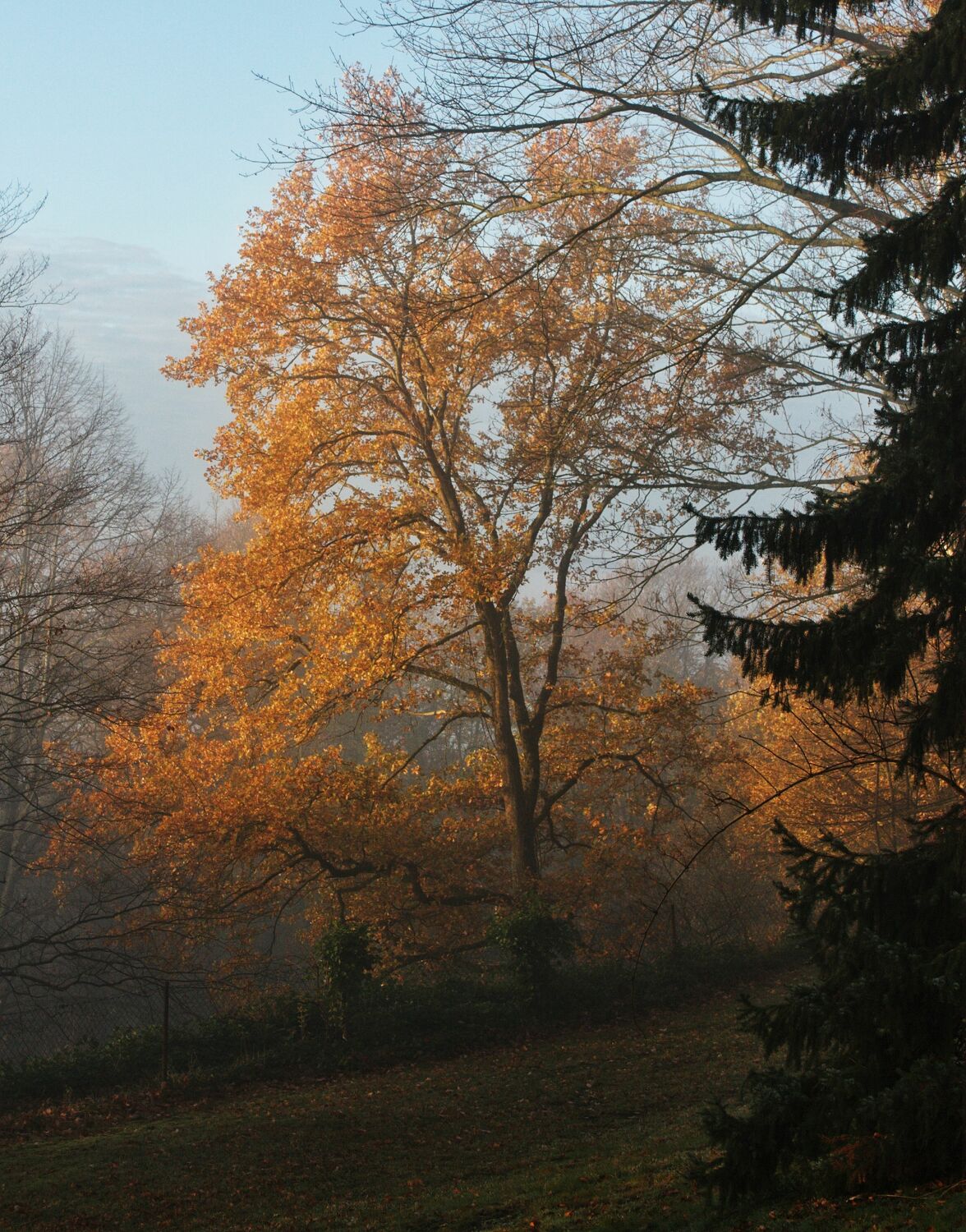 Bild mit Herbst, Herbstblätter, Landschaften im Herbst, Herbstlicht, Goldener Herbst, herbstlich, Herbstwald, Herbstwald, Herbstgarten, Herbstidylle