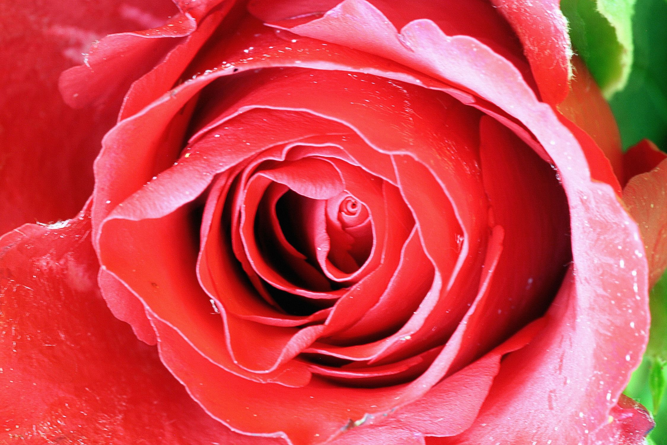 Bild mit Farben, Gegenstände, Natur, Pflanzen, Blumen, Rosa, Rot, Rosen, Kamelien, Makrofotografie, Rose, Roses, Makro Rose, rote Rose, Rosenblüte, Rosengewächse