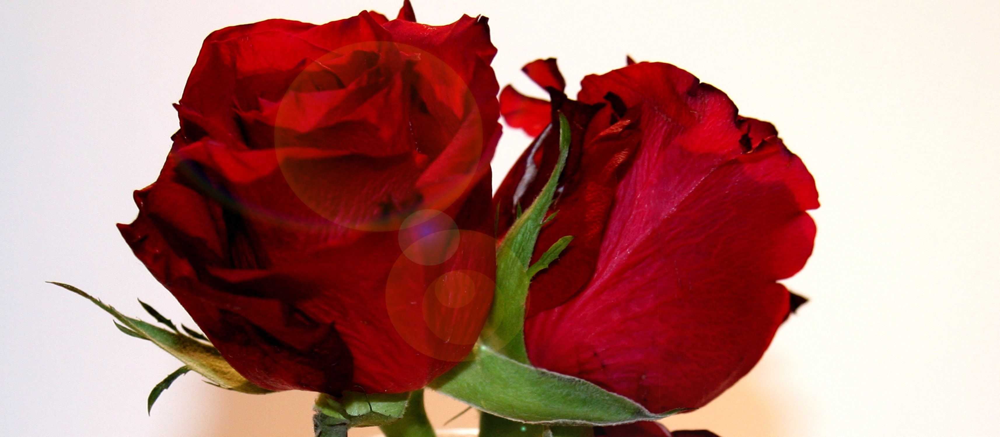 Bild mit Natur, Pflanzen, Blumen, Blumen, Rosen, Blume, Pflanze, Rose, Roses, rote Rose, Rosenblüte, Flower, Flowers, osaceae, zwei rote Rosen