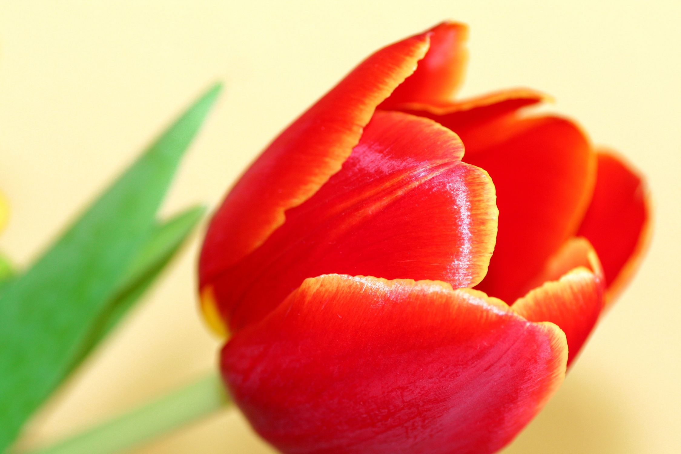Bild mit Farben, Orange, Natur, Pflanzen, Blumen, Blumen, Rot, Blume, Pflanze, Tulpe, Tulips, Tulpen, Tulipa, Flower, Flowers, Tulip, red, rote Tulpe, rote Tulpen, red tulip, red tulips