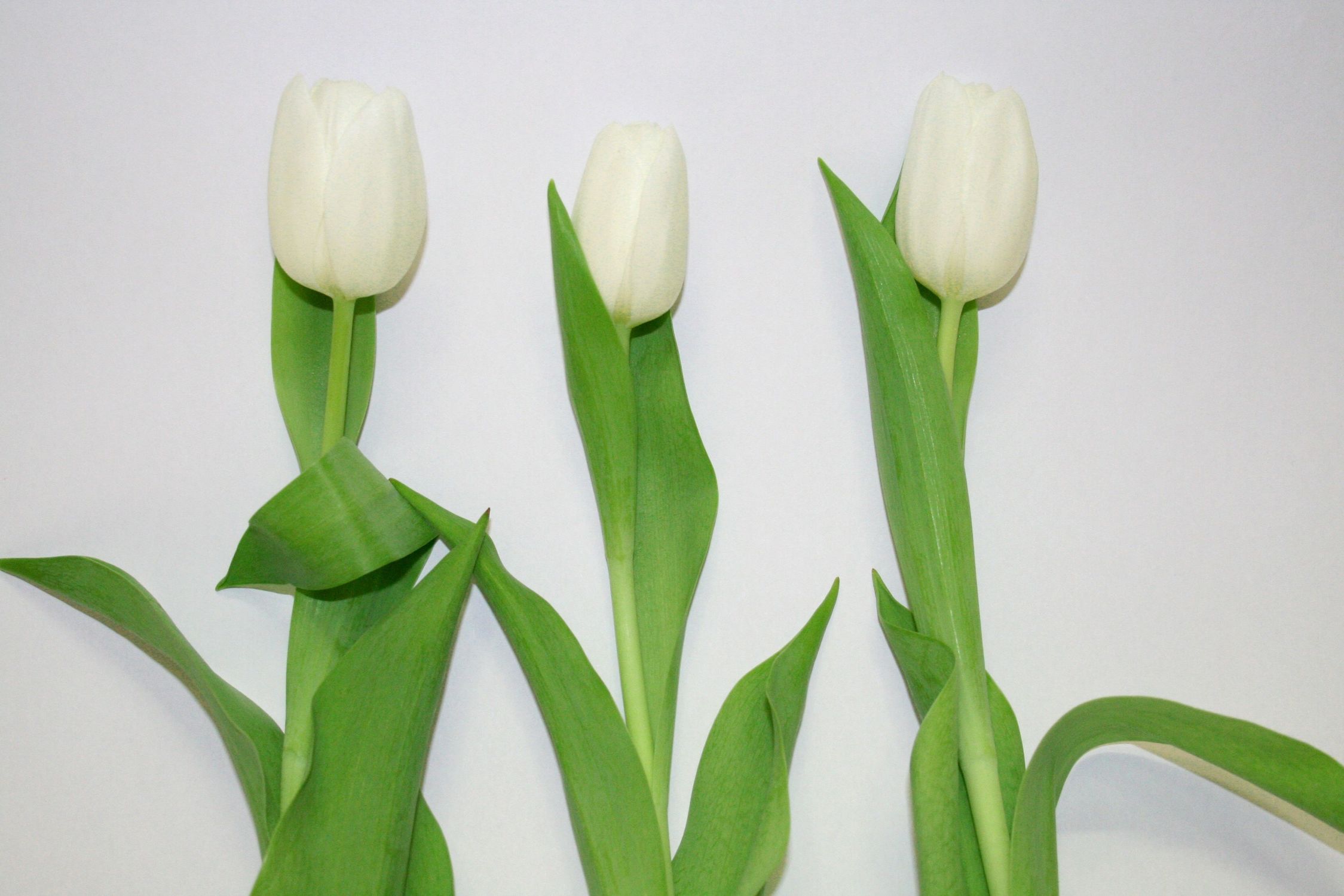 Bild mit Farben, Gegenstände, Natur, Pflanzen, Jahreszeiten, Blumen, Blumen, Weiß, Weiß, Frühling, Blume, Pflanze, Tulpe, Tulips, Tulpen, weiße Tulpen, Tulipa, Flower, Flowers, Tulip, weiße Tulpe, white tulip, white tulips