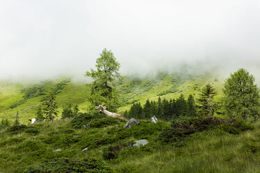 Bild mit Natur, Berge, Wälder, Kühe, Nebel, Alpen, Alpenland, Wiese, Kuh, alpenwiese