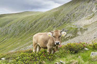 Bild mit Natur, Berge, Wälder, Kühe, Alpen, Alpenland, Wiese, Kuh, alpenwiese, Alpenrose
