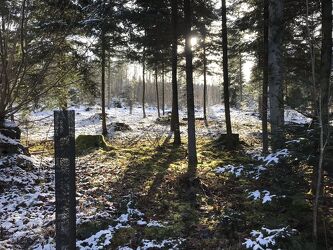 Bild mit Winter, Wald, Waldlichtung, Spaziergang, Sonnenstrahlen