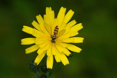 Bild mit Bienen, Makrofotografie, Makroaufnahme, Biene