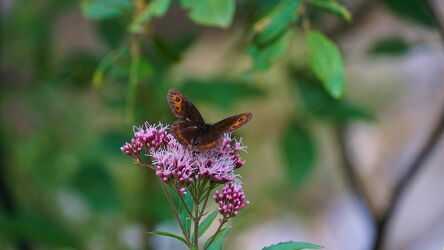 Bild mit Schmetterlinge, Makrofotografie, Makroaufnahme, Blumen im Makro, Schmetterling