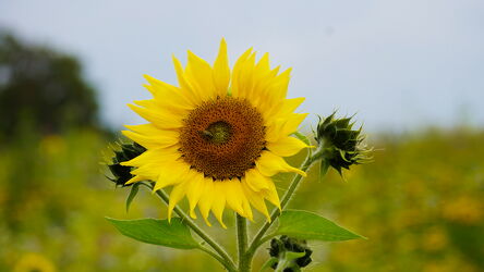 Bild mit Sonnenblumen, Sonnenblume, Sonnenblumenfeld, Sonnenblumenkopf