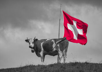 Bild mit Kühe, Schweiz, Kuh, brauchtum, Simmenthaler Kuh