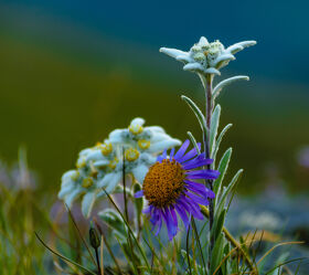 Bild mit Blumen, Alpen Panorama, Edelweiss