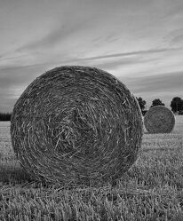 Bild mit Getreide, Sommer, Strohballen, schwarz weiß, landwirtschaft, Stoppelfeld, Getreide Feld, Bauer, Monocrom, Landwirte
