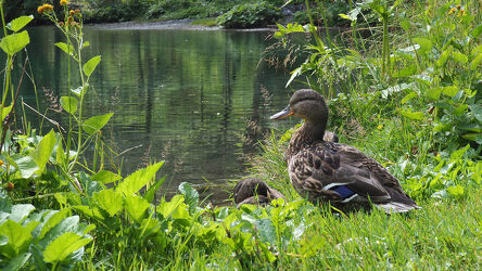 Bild mit Tiere, Natur, Enten, Ente im Wasser, Bergsee, Bayern