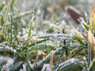 Bild mit Natur, Grün, Weiden und Wiesen, Winter, Makroaufnahme, Gras, Frost, Eiskristalle