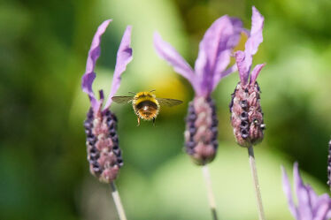 Bild mit Natur, Lavendel, Flügel, Tiere/Insekten, Wildlife, Honig, Honigbiene, Tierportrait, #fliegen, Wildbiene