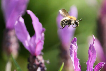 Bild mit Natur, Lavendel, Tiere/Insekten, Wildlife, Biene, Honig, Honigbiene, Tierportrait, Lavendelblüten, Wildbiene