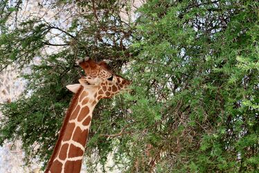 Bild mit Giraffe, Afrika, safari, Kenia