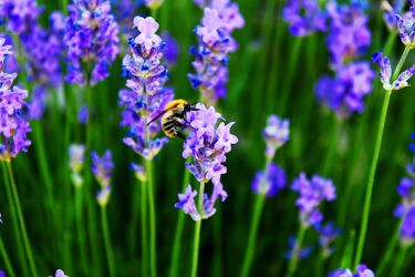Bild mit Natur, Blumen, Lavendel, Bunt, Biene, Ruhig, Beruhigend