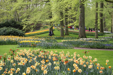 Bild mit Bäume, Blumen, Flowers, Park, Frühling 2016