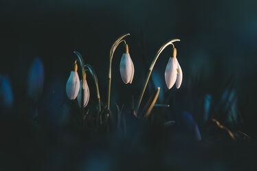 Bild mit Frühling, Makroaufnahme, Blume, frühlingsblumen, Blumen ART, frühblüher, Krokus, Schneeglöckchen