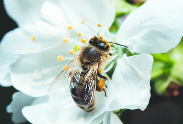 Biene in auf Kirschblüte