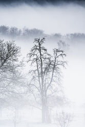 Bild mit Winter, Obstbäume, Schwarz, Nebel, Black and White, birnenbaum, Winterstimmung