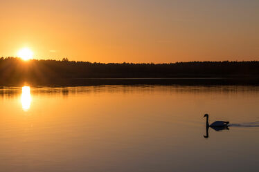 Schwan bei Sonnenuntergang auf dem Wasser