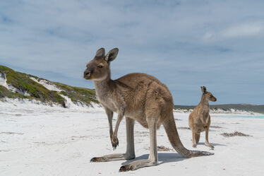 Bild mit Tiere, Säugetiere, Natur, Landschaften, Strände, Fauna, Reisen, Australien, Känguru, Western Australia