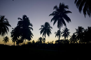 Kubanische Palmen