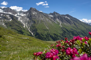 Bild mit Natur, Schnee, Sommer, Tirol, Alpen, Gras, Berggipfel, Alpenrose, Bergpanorama, Hohe Tauern