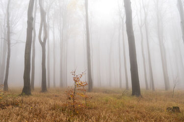 Nebelwald im Herbst 1