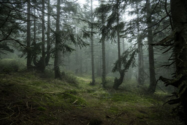 Bild mit Natur, Nebel, Wald, Landschaft, mystisch, Polen, Fichtenwald, Riesengebirge, Karpacz, gebirgswald