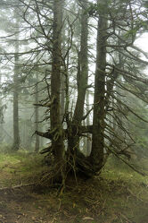Bild mit Natur, Nebel, Wald, Baum, Landschaft, Fichte, Gebirge, mystisch, Magisch, Riesengebirge