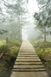 Bild mit Natur, Nebel, Wald, Landschaft, Fichte, Wanderweg, Gebirge, Riesengebirge, Karpacz, holzbohlenweg